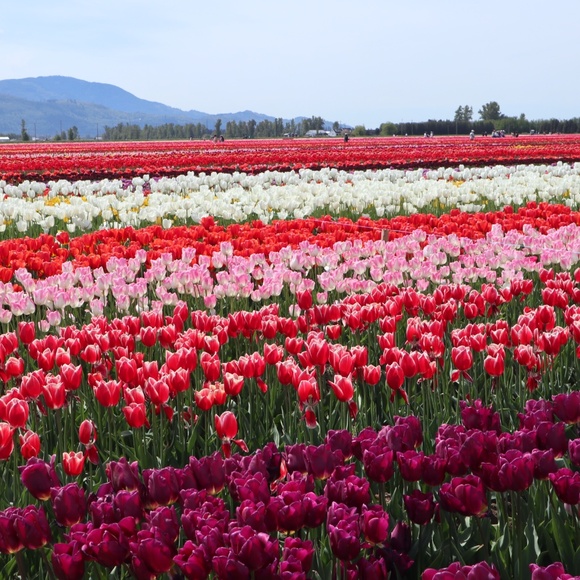 Meet your Posher, Nancy - Picture 1 of 1